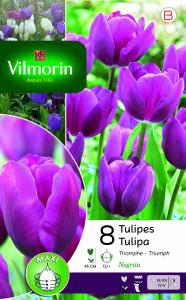 Tulipe Negrita (x8)
